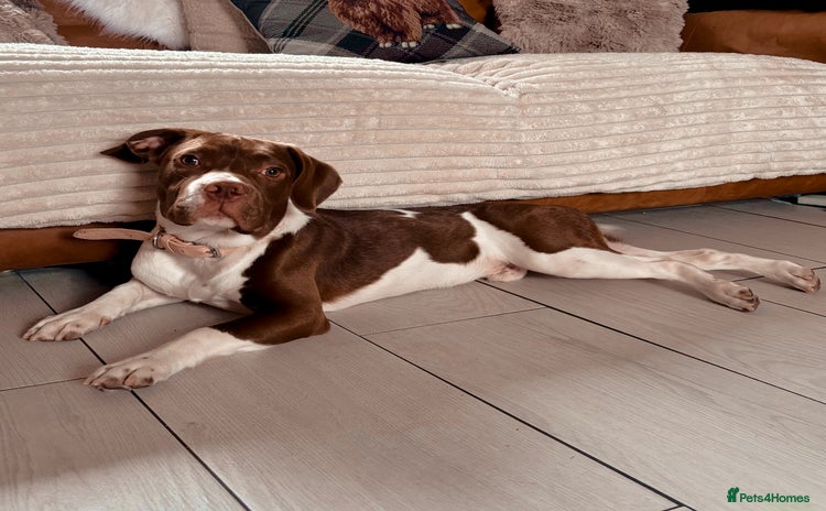 Mixed Breed dogs - Advert 10