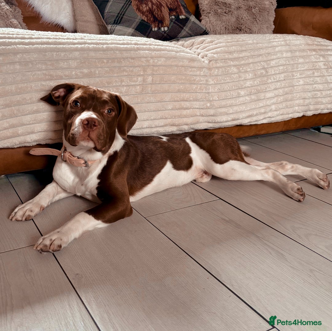 Mixed Breed dogs for sale: Beautiful male dog - Image 1