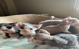 Devon Rex cats for sale: Adorable pure Devon Rex kittens  - Image 13