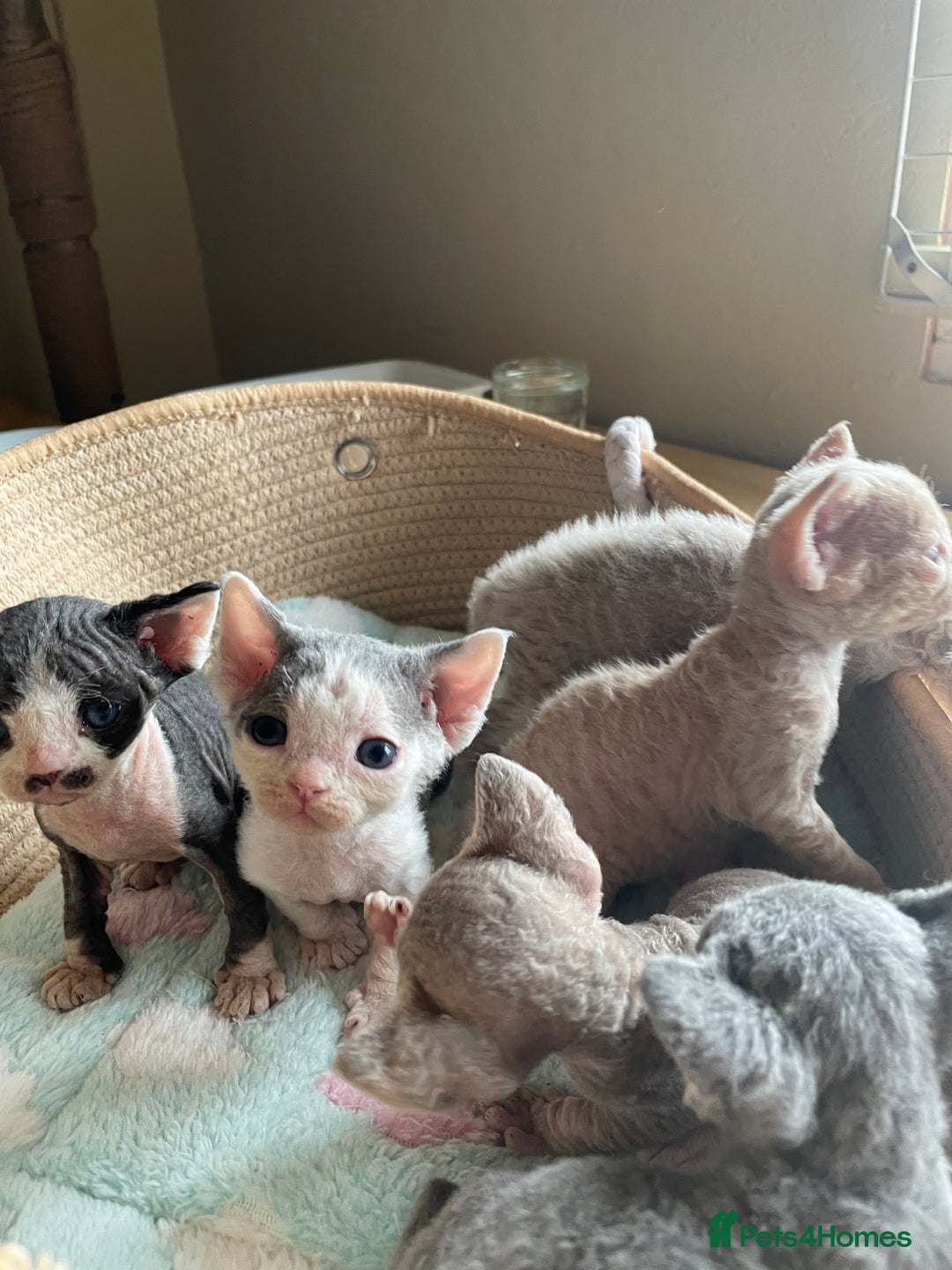 Devon Rex cats for sale: Adorable pure Devon Rex kittens  - Image 13