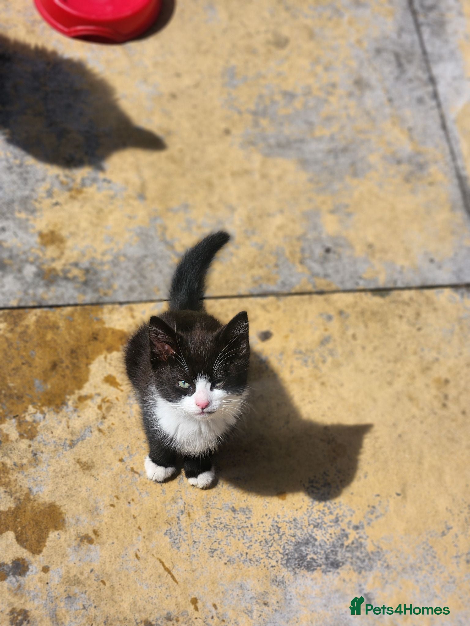 Mixed Breed cats Male kitten  - Advert 2