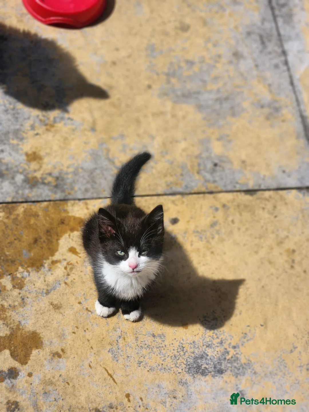 Mixed Breed cats for sale: Male kitten  - Advert 1