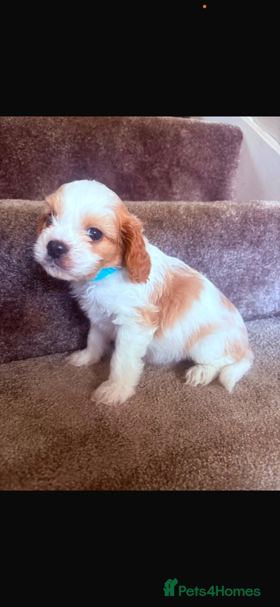 Cavapoo dogs Cavapoo Puppies - Advert 1