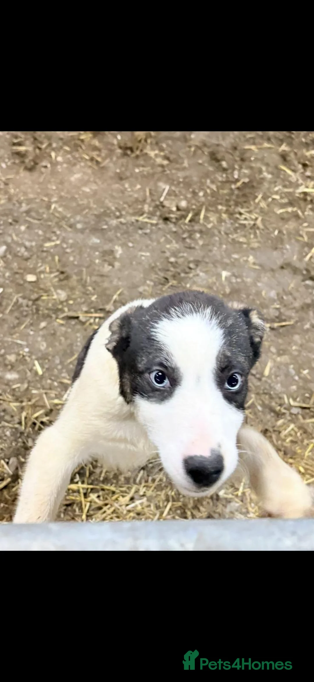 Welsh Collie dogs for sale: 2 border collie boys for sale - Advert 5