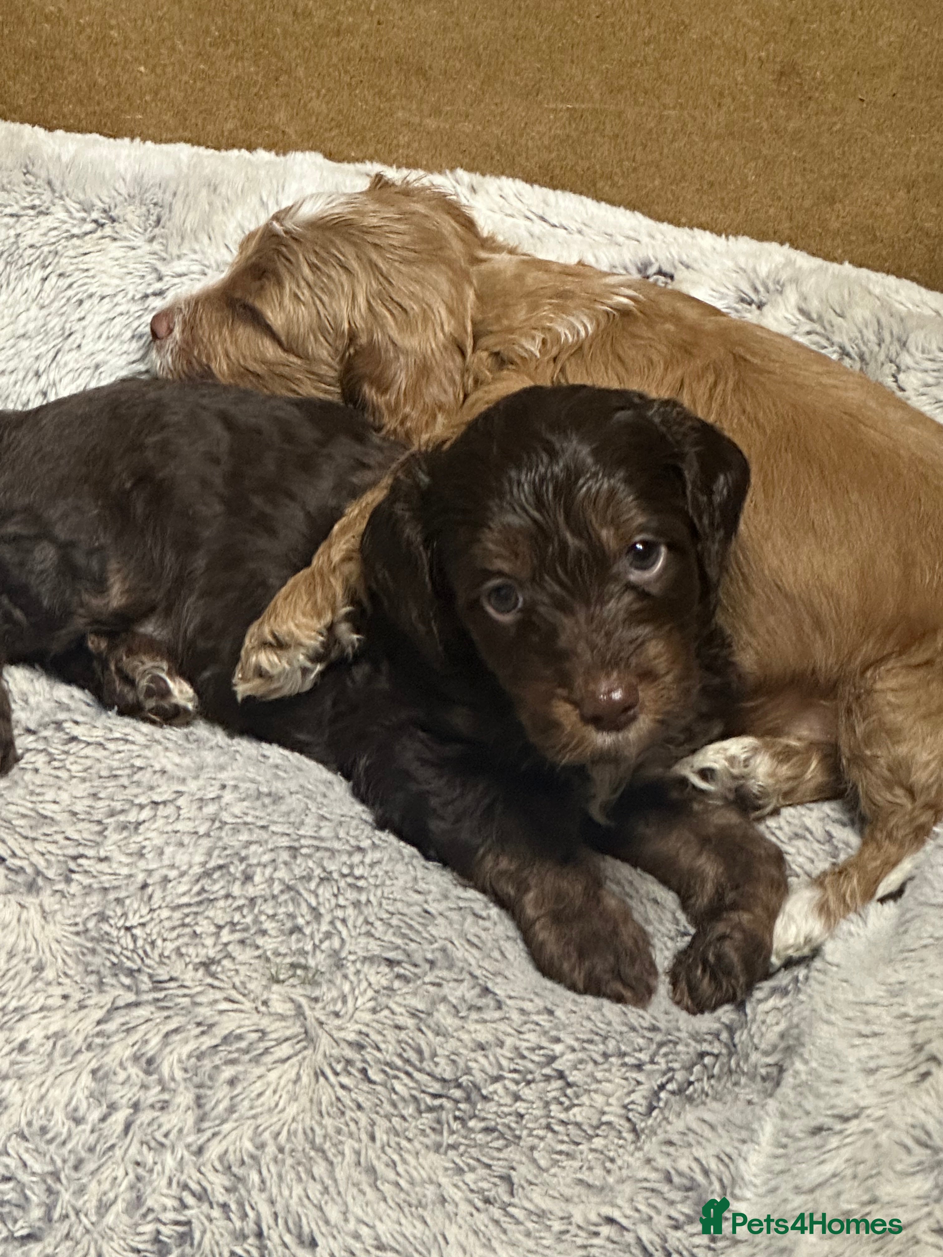 Cockapoo dogs Gorgeous Cockerpoochons  - Advert 18