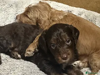 Cockapoo dogs Gorgeous Cockerpoochons - Advert 18