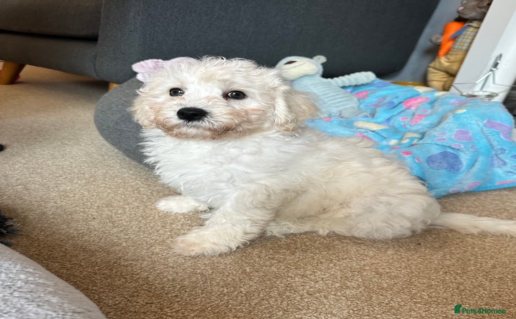 Cavachon dogs - Advert 3