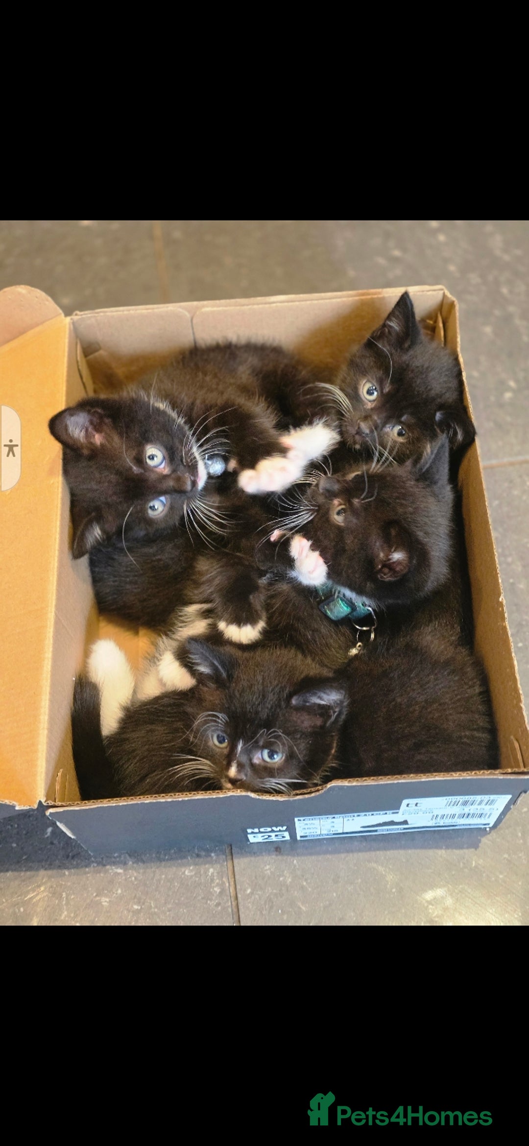 British Shorthair cats for sale: Lovely kittens  - Image 22