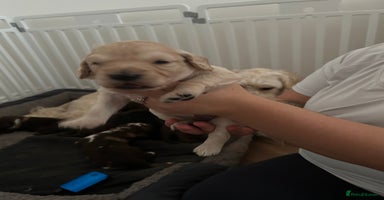 Mixed Breed dogs - Advert 3