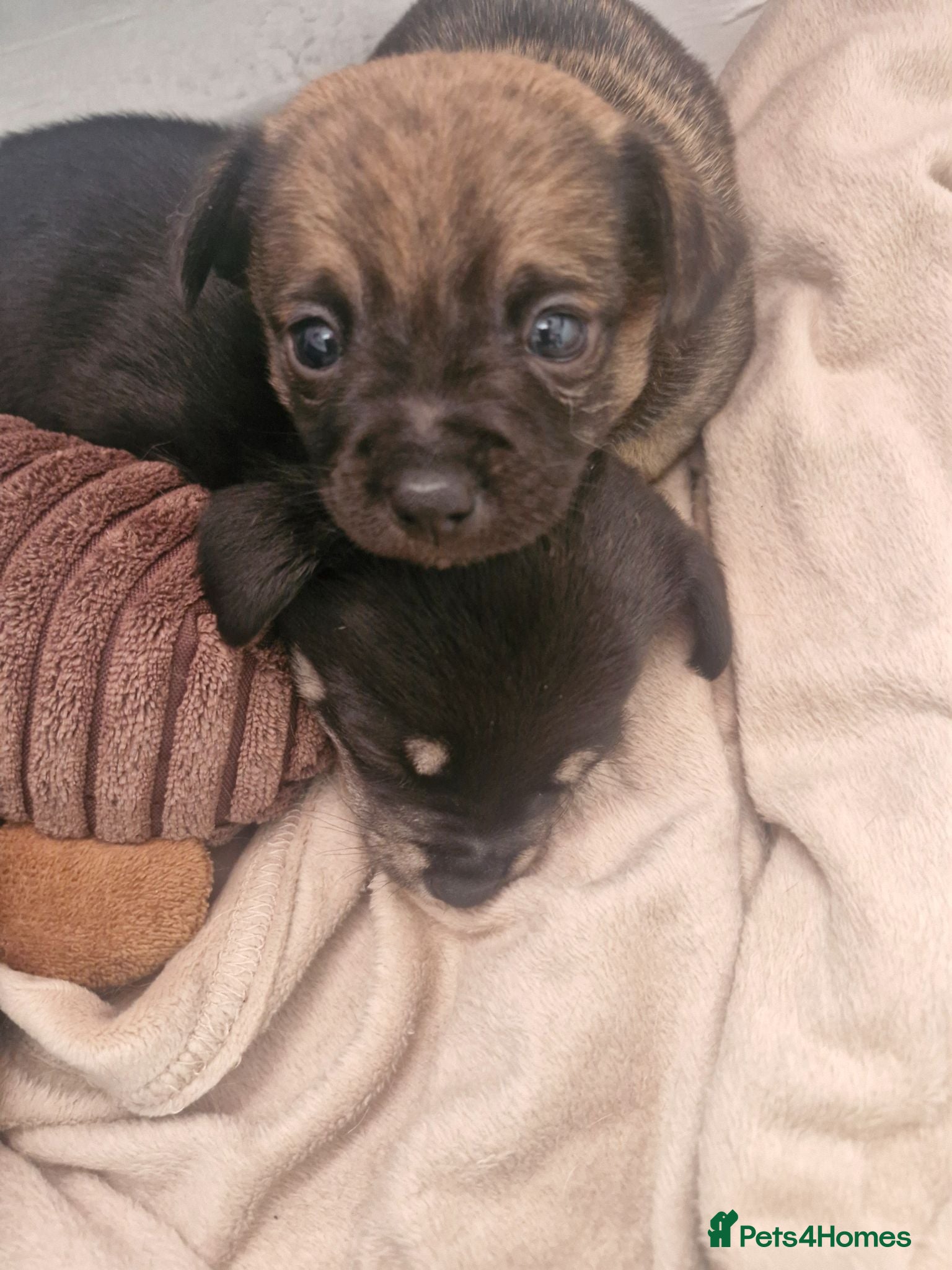 Pomchi dogs Pomchis 💙💙💖 - Advert 4