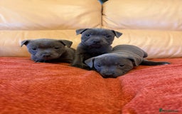Staffordshire Bull Terrier dogs for sale: Gorgeous KC Reg/Health Tested Blue SBT Puppies - Image 6