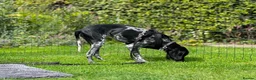 Pointer dogs for adoption: Oreo is looking for her forever home  in Humbie - Advert 11