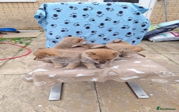 Japanese Shiba Inu dogs for sale: Fluffy authentic Shiba Inu puppies for sale  - Image 2