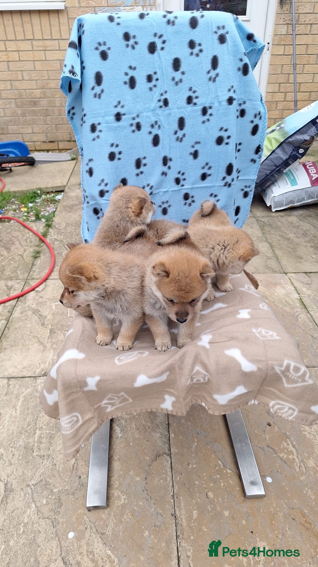 Japanese Shiba Inu dogs for sale: Fluffy authentic Shiba Inu puppies for sale  - Image 2