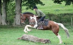 Irish Draught horses for sale: ID X  - Image 2