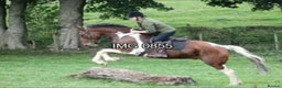 Irish Draught horses for sale: ID X  - Advert 2