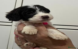 Cockapoo dogs for sale: Cocapoo - Image 7