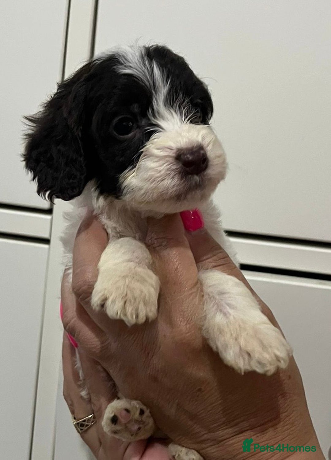 Cockapoo dogs for sale: Cocapoo - Image 7