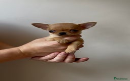 Chihuahua dogs for sale: ADORABLE SUPER TINY CHIHUAHUA PUPPIES - Image 5