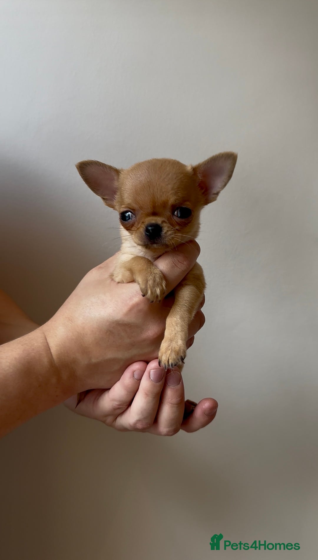 Chihuahua dogs for sale: ADORABLE SUPER TINY CHIHUAHUA PUPPIES - Image 5
