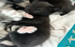 Mixed Breed cats for sale: Beautiful kittens 4 weeks old - Image 15