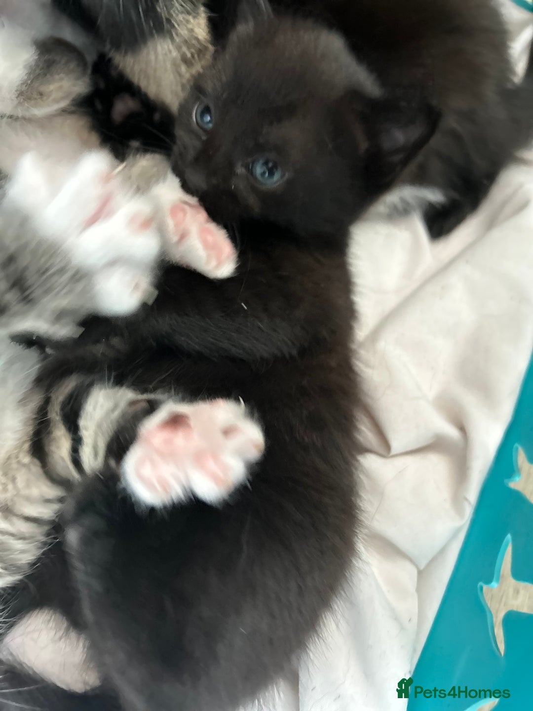 Mixed Breed cats for sale: Beautiful kittens 4 weeks old - Image 15