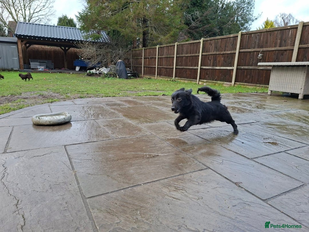 Mixed Breed dogs for adoption: June - north Walsham Norfolk  - Advert 6