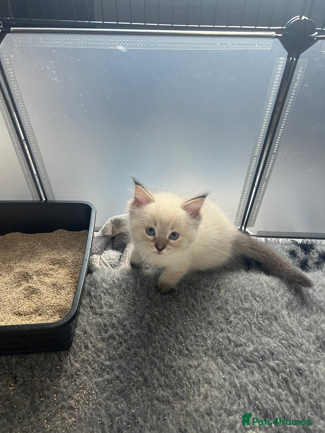 Ragdoll cats for sale: 5 Gccf registered Ragdoll kittens available  - Image 10