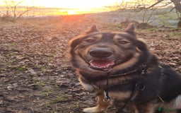 Mixed Breed dogs for sale: Handsome boy to good home - Image 6