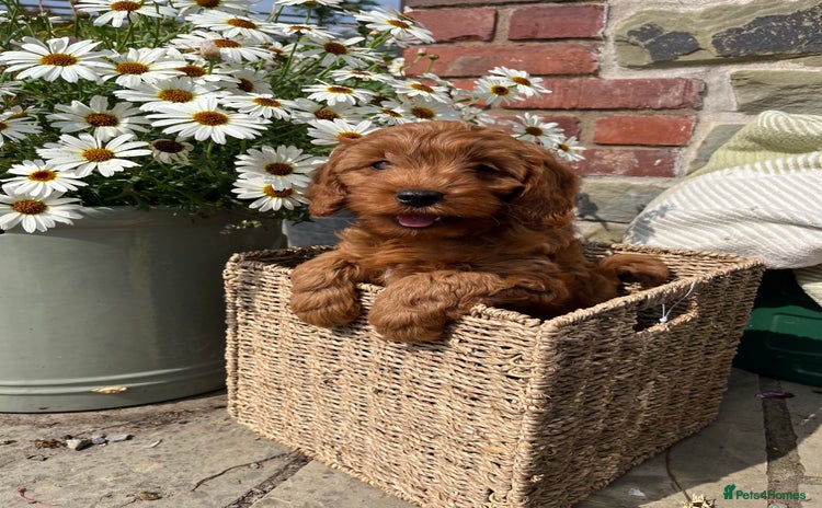 Cockapoo dogs - Advert 2