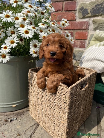 Cockapoo dogs - Advert 2