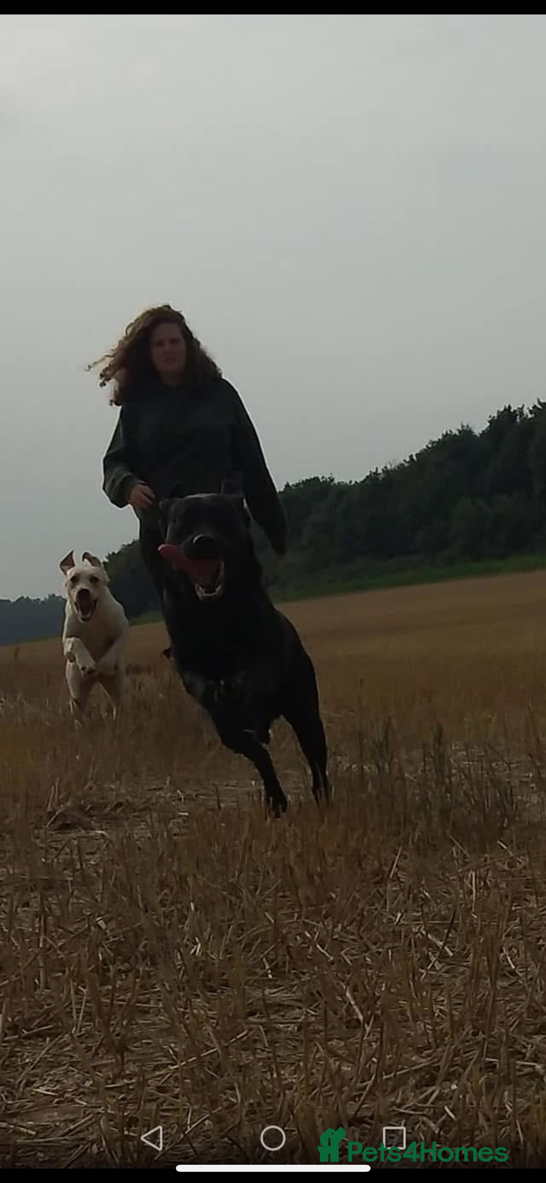 Labrador Retriever dogs for sale: Beautiful chunky labs  - Advert 11