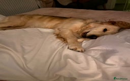 Mixed Breed dogs for sale: Golden Retriever cross Cocker Spaniel - Image 7