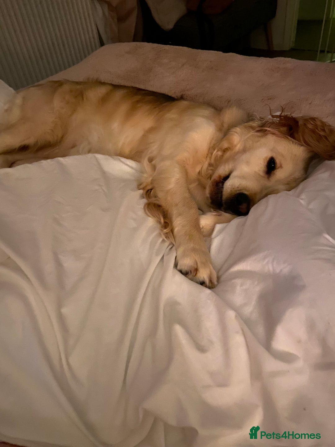 Mixed Breed dogs for sale: Golden Retriever cross Cocker Spaniel - Image 7