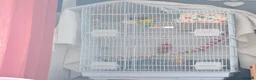 Lovebirds birds for sale: Pair of lovebirds  - Advert 7