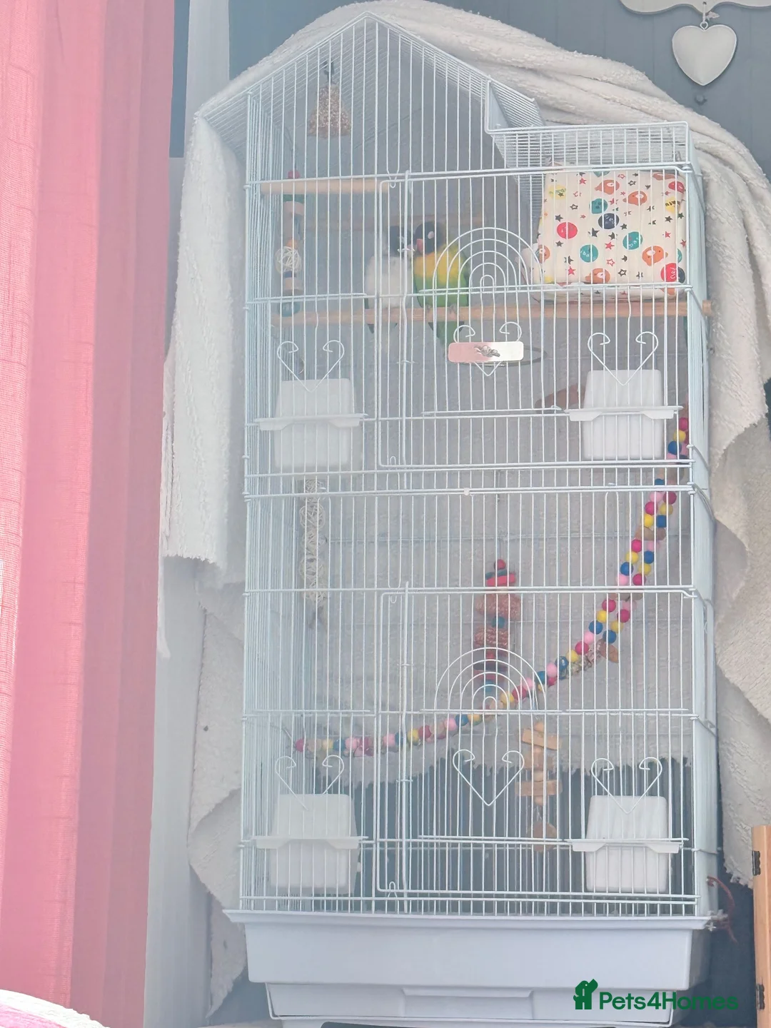 Lovebirds birds for sale: Pair of lovebirds  - Advert 7