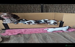 Sprocker dogs for sale: Working Sprocker Pups - Image 7