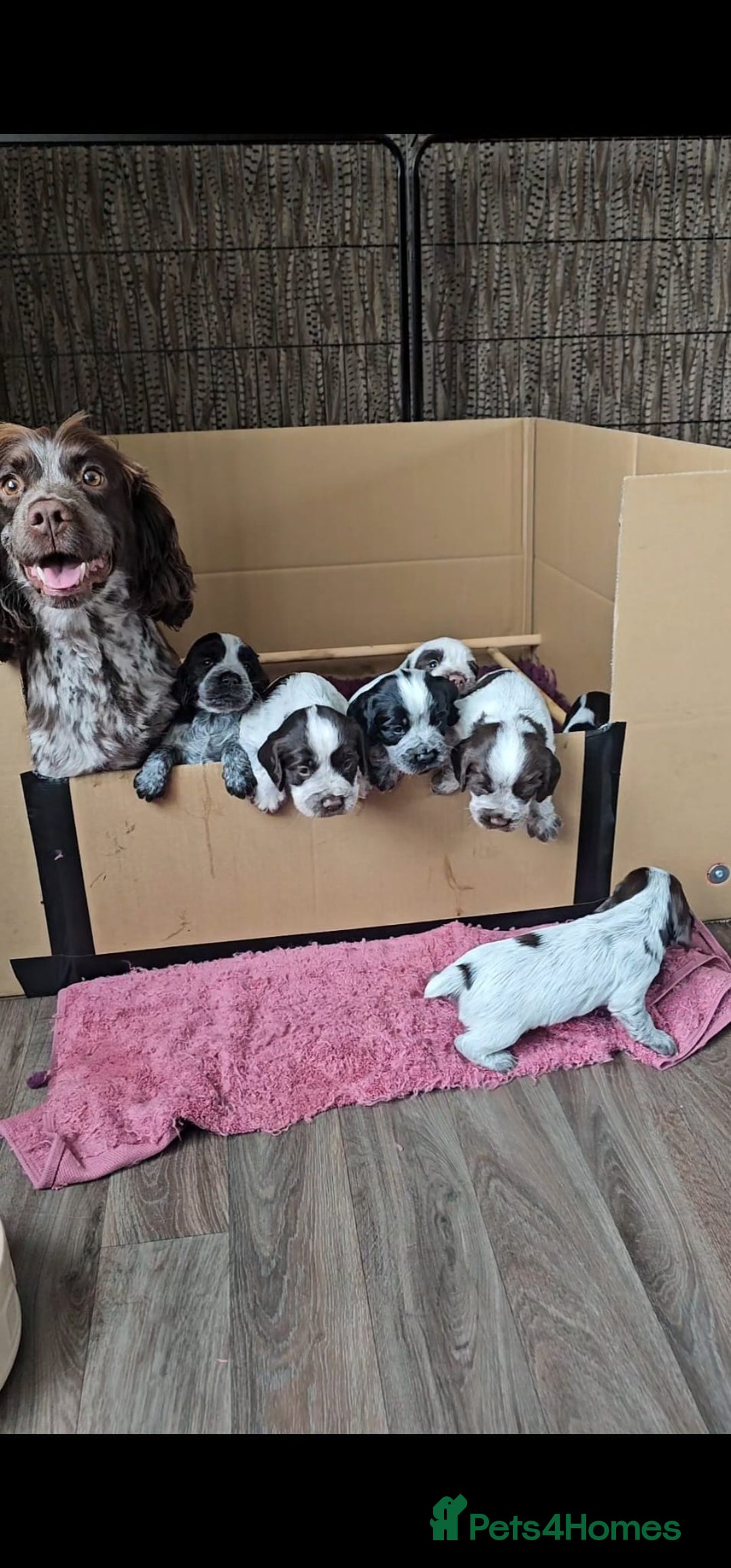 Sprocker dogs for sale: Working Sprocker Pups - Image 7