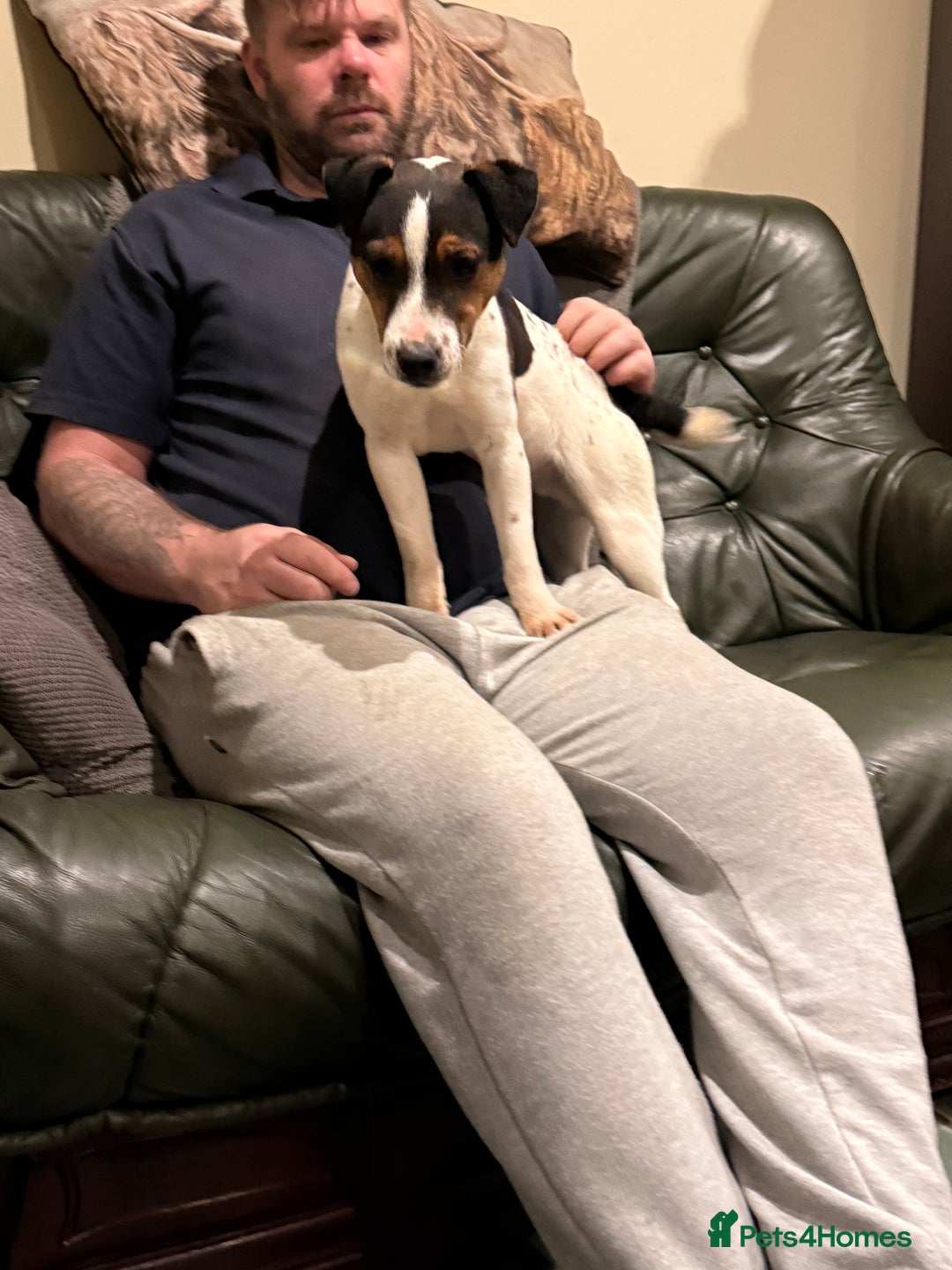 Jack Russell dogs for sale: Beautiful jack russell for sale  - Advert 4