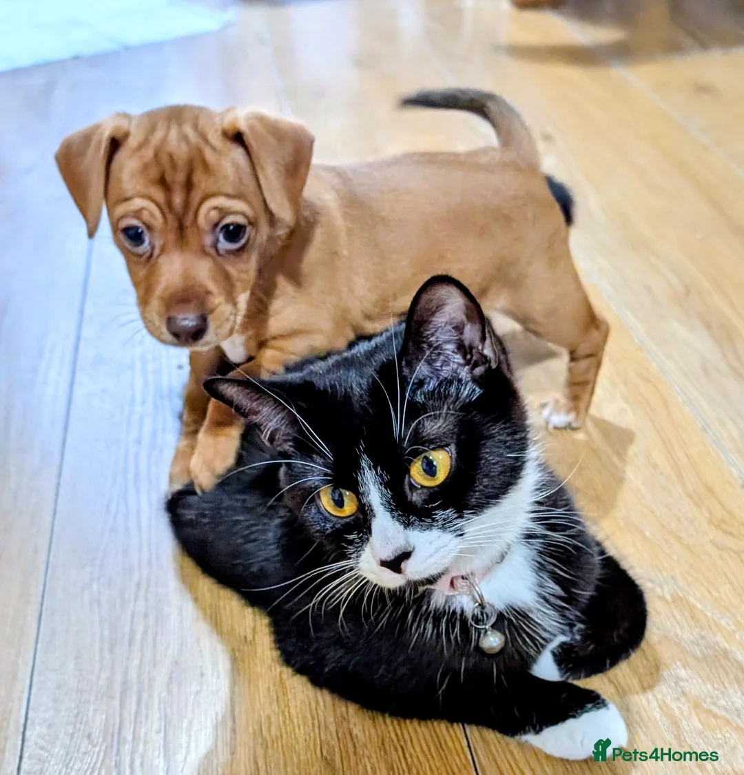 Mixed Breed dogs for sale: Gorgeous family puppies to go to a loving home! 💜 - Advert 2