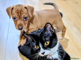 Mixed Breed dogs Gorgeous family puppies to go to a loving home! 💜 - Advert 5