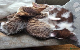Mixed Breed cats for sale: Kittens ready to leave now - Image 3