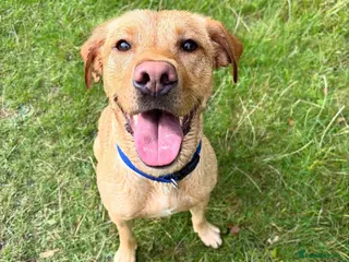 Golden Retriever dogs Female Golden Retriever - 2 Years Old - Advert 2