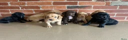 Cockerdor dogs for sale: Cockerdor puppies - Advert 1