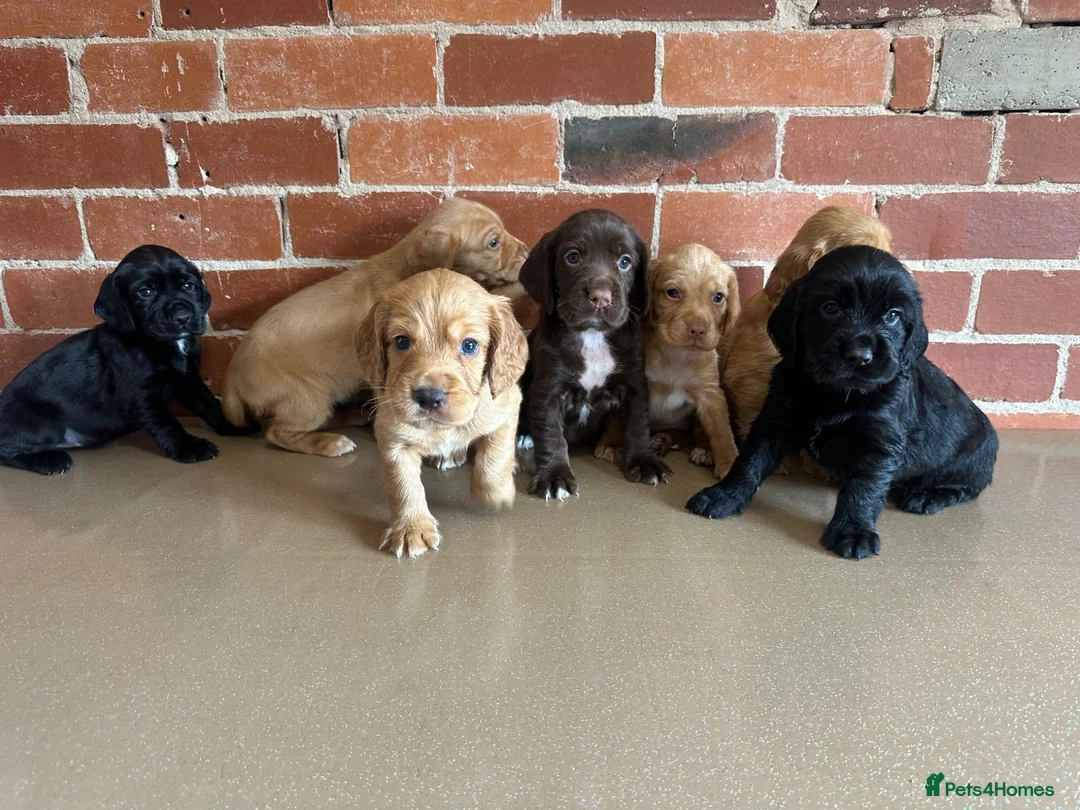 Cockerdor dogs for sale: Cockerdor puppies - Advert 1