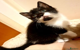 Mixed Breed cats for sale: 5 Gorgeous & Playful Kittens - Image 26