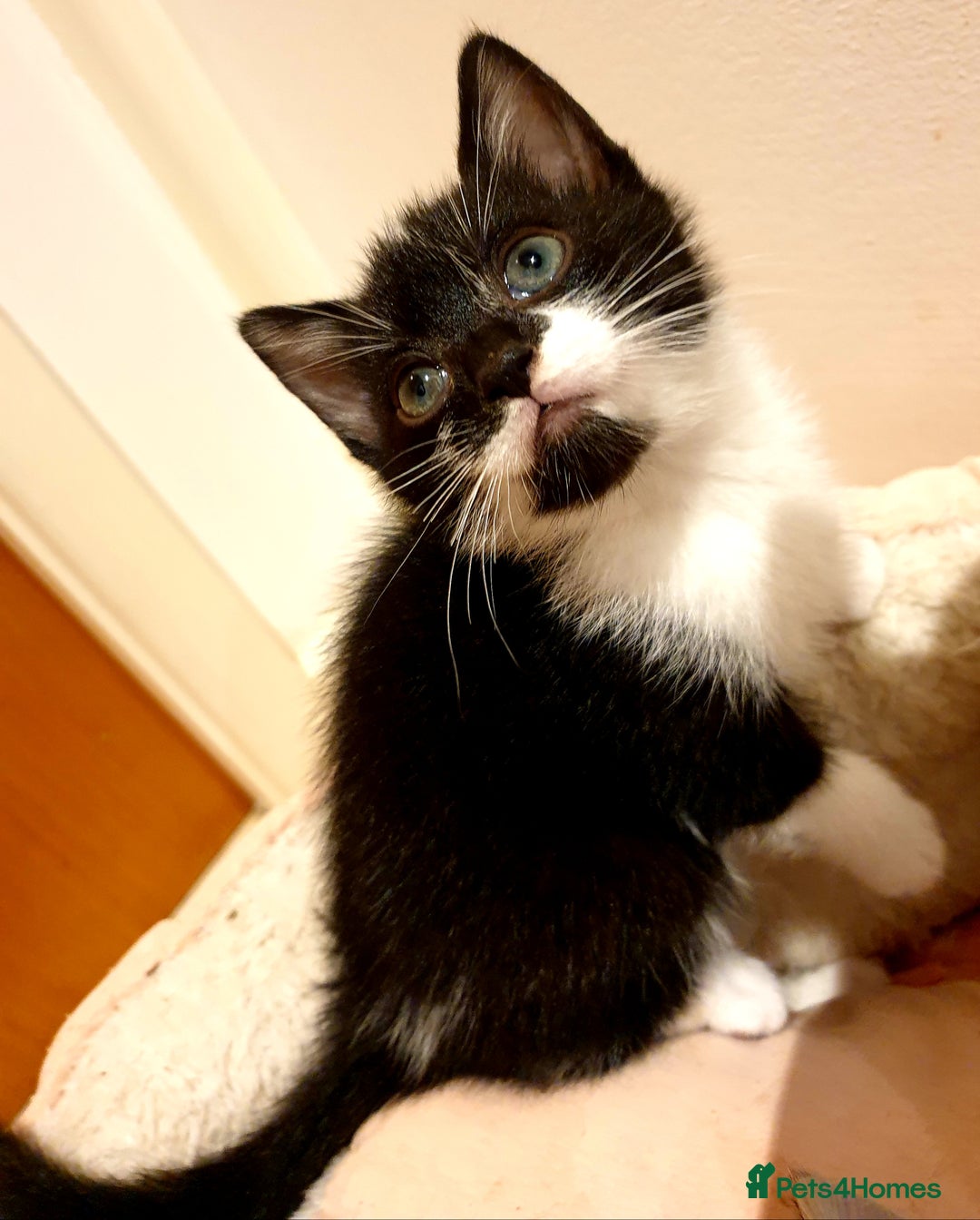 Mixed Breed cats for sale: 5 Gorgeous & Playful Kittens - Image 26