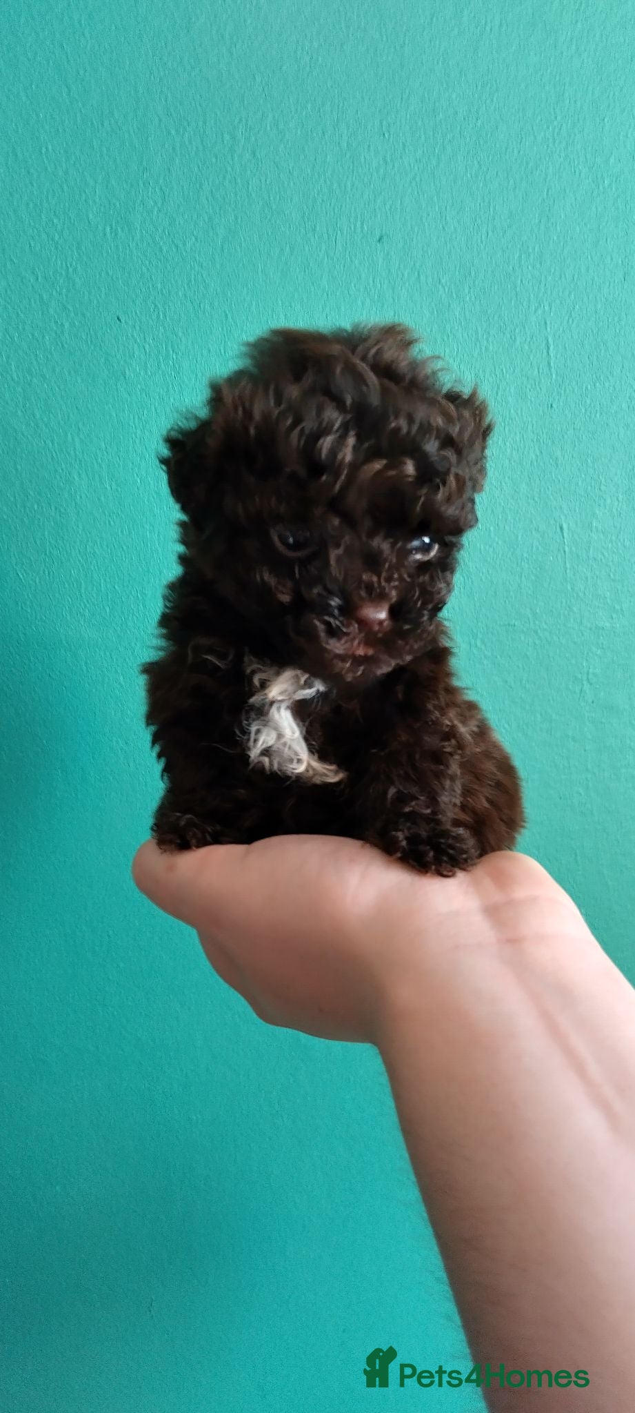 Poochon dogs ❤️ READY NOW! Poochon pups ❤️ - Advert 1
