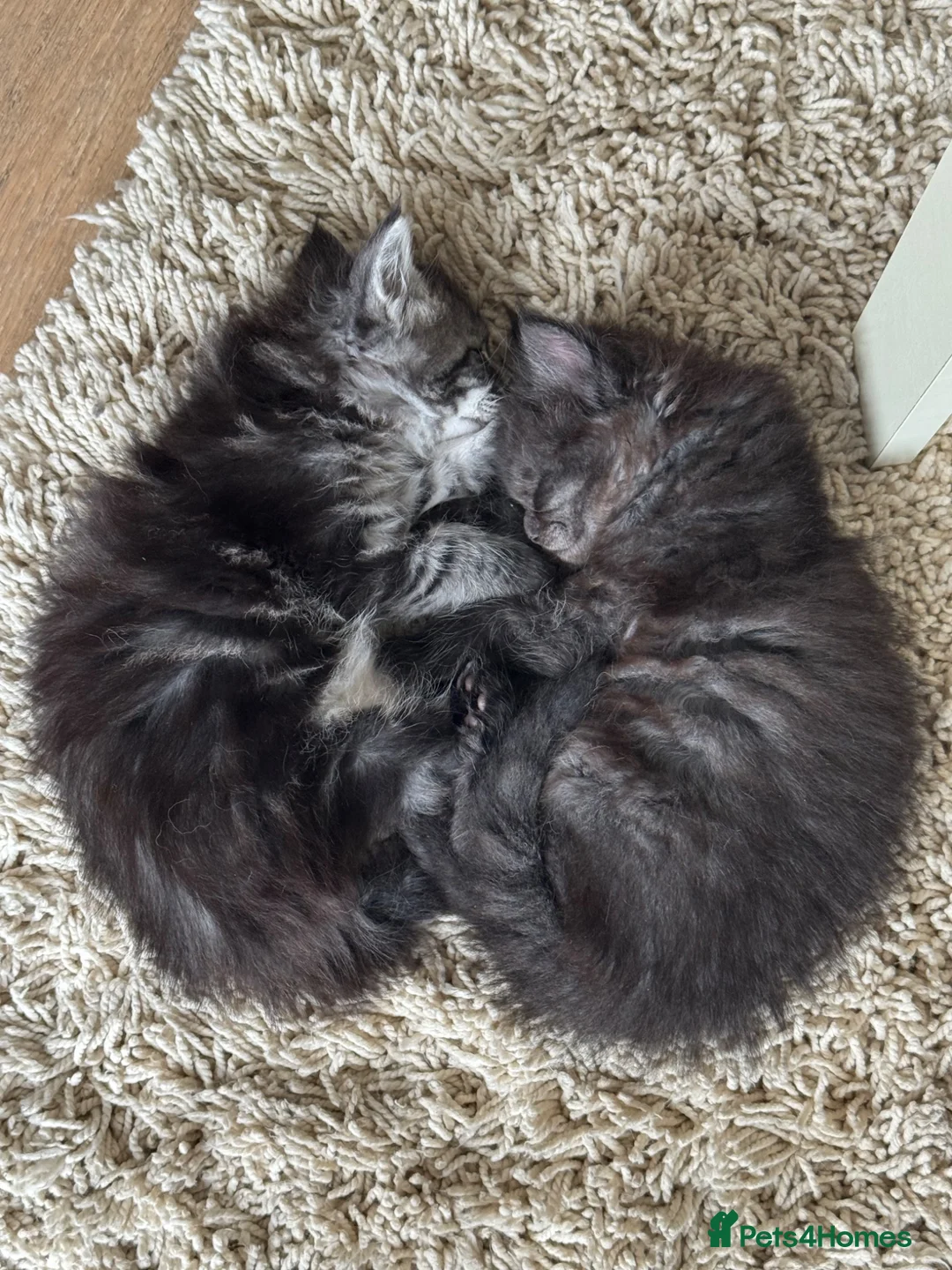 Maine Coon cats for sale: Full pedigree Maine coon boy kittens for sale in Rochdale - Advert 10