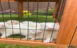 Ferret rodents for sale: Albino kits for sale  - Image 4